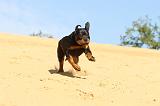 ROTTWEILER 084